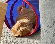 WhatsApp Image 2021-03-26 at 20.20.28.jpeg WhatsApp Image 2021-03-26 at 20.20.28.jpeg