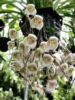 Himalayan monkey flowers.jpg