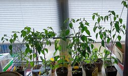 Chili2.jpg