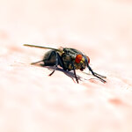 Fliege_gcsuperres2048.jpg