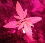 Rotlicht-LED Pflanze.jpg