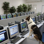 boinc_25_dog.jpg
