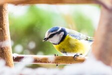 20260109-IMGP9698-klein1200-scharf.jpg 20260109-IMGP9698-klein1200-scharf.jpg