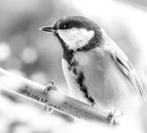 20260109-IMGP9701-höhe1024-scharf.jpg 20260109-IMGP9701-höhe1024-scharf.jpg