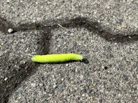 IMG_3264.JPEG IMG_3264.JPEG