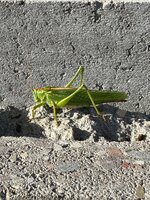IMG_3881.jpeg