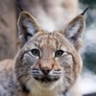 The_Lynx