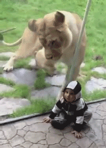 C6CGNyV.gif