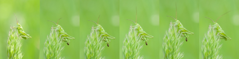 grasshopper_defecating1u78.jpg