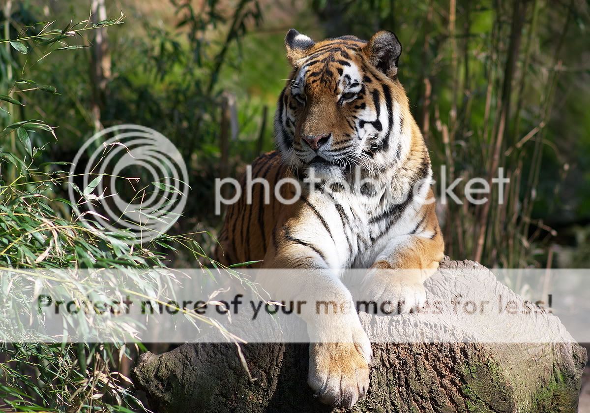 2011-03_Tiger.jpg